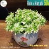 Mẫu 3 ( xem hình bên)