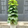 Chậu Cây Giả Trang Trí