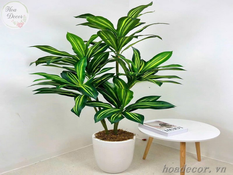 Chau Cay Gia Decor (12)