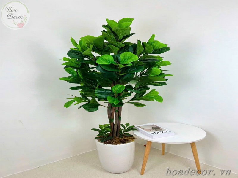 Chau Cay Gia Decor (15)