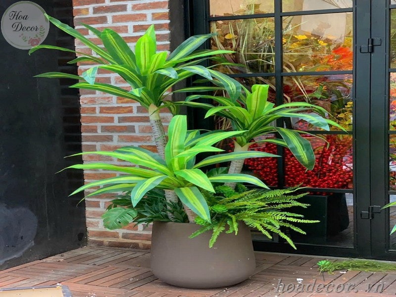 Chau Cay Gia Decor (3)