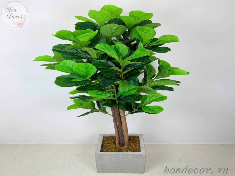 Chau Cay Gia Decor (4)