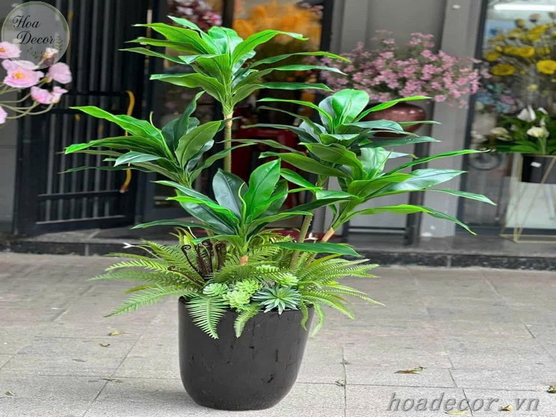 Chau Cay Gia Decor (6)