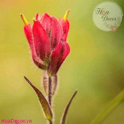 Hình ảnh Những Bông Hoa đẹp Màu Nước Trang Trí Với Những Bông Hoa Có Viền  PNG  Clipart Màu Nước Lễ Cưới Những Bông Hoa PNG miễn phí tải tập tin