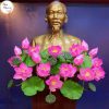 Hoa Sen Bục Bác Hồ