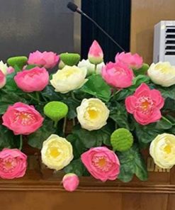Hoa Sen Bục Bác Hồ