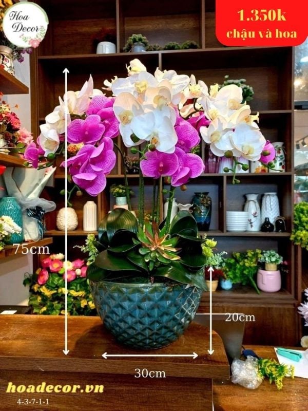 Chậu Lan Hồ điệp Giả