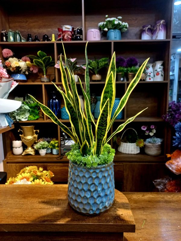 Cay Gia Decor00002