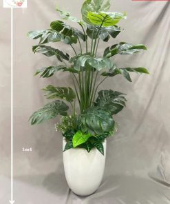 Chậu Cây Châu Bà Lá Rua