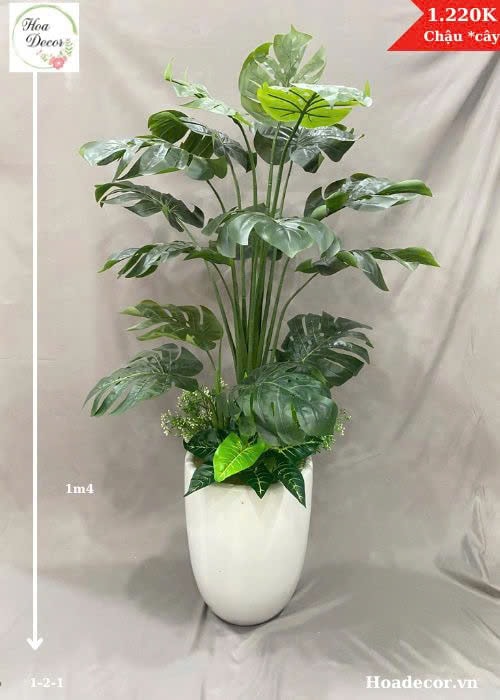 Chậu Cây Châu Bà Lá Rua2