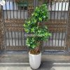 Chậu Cây Giả Trang Trí