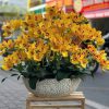 Chậu Hoa Lan Giả