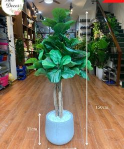 Chau Cay Bang Dang Cao