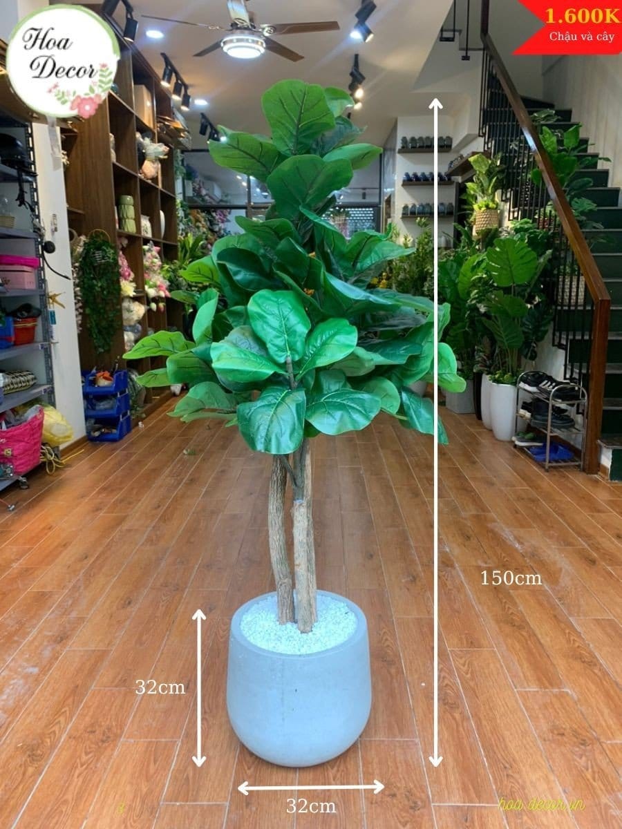 Chau Cay Bang Dang Cao