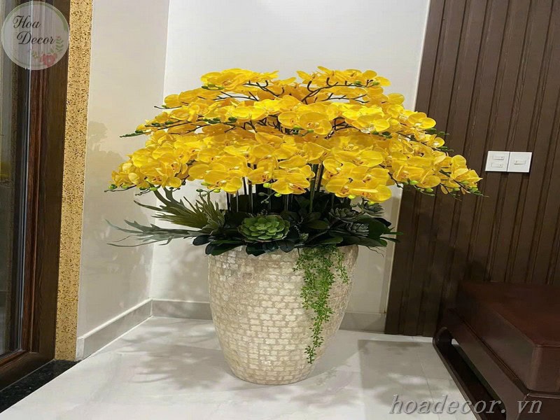 Chậu Lan Hồ điệp Giả