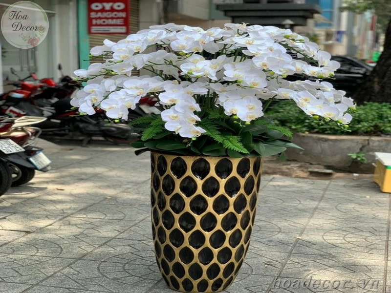 Chậu Lan Hồ điệp Giả