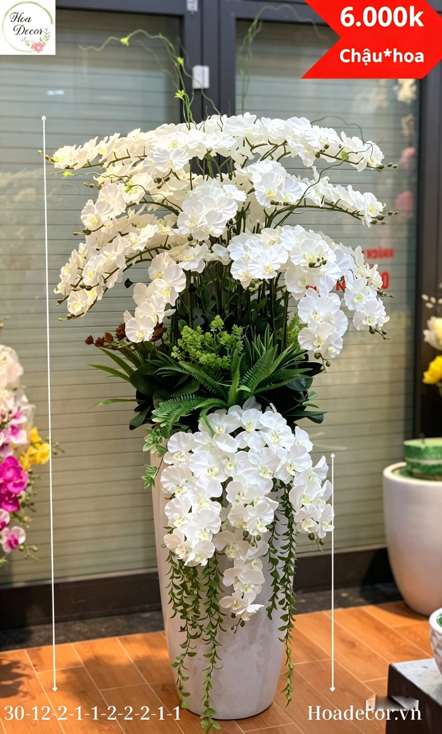 Chậu Lan Hồ điệp Giả