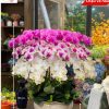 Chậu Lan Hồ điệp Giả