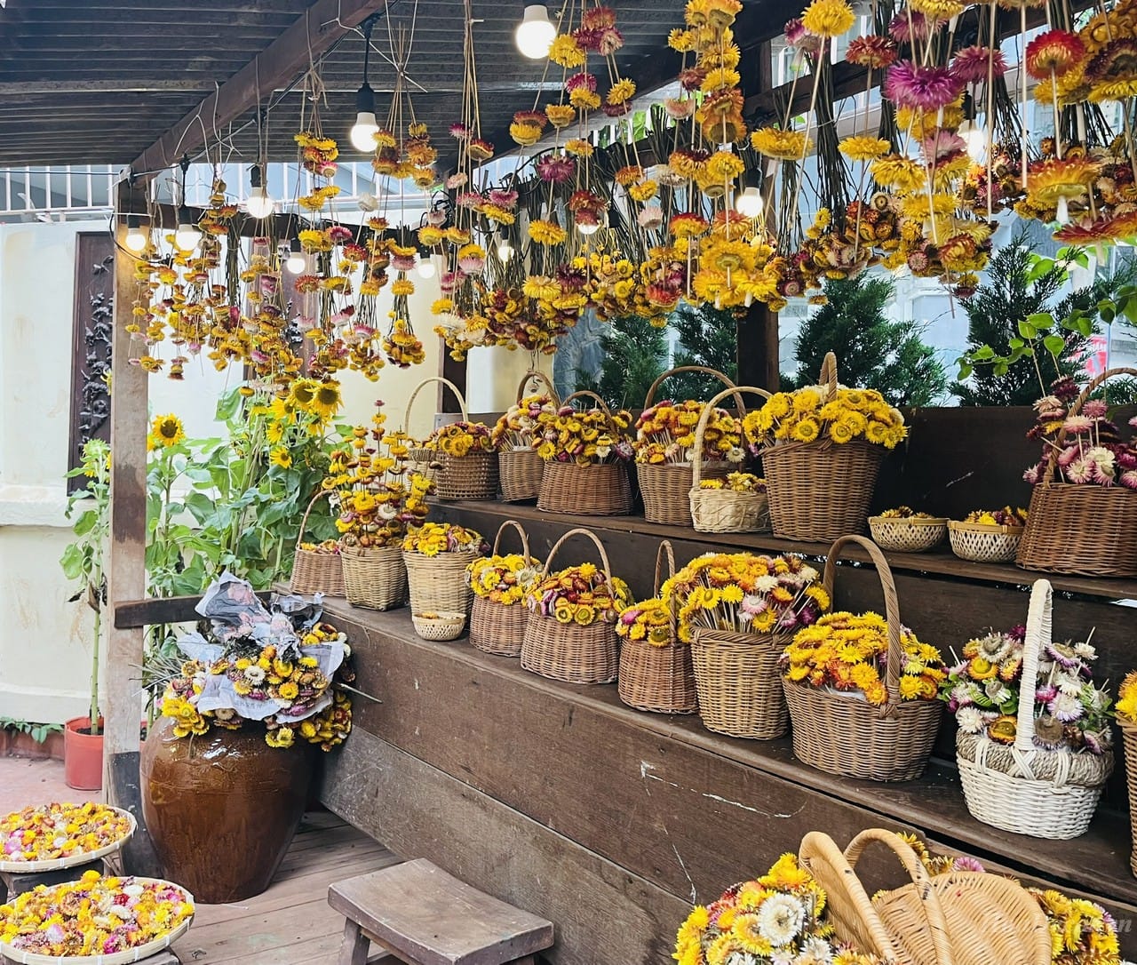Hoa Bất Tử